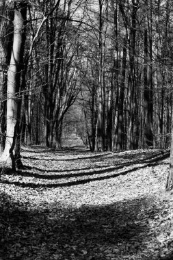 Ormandaki yoldaki güneş ışınları. Güzel manzara. Siyah beyaz fotoğraf.