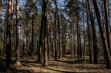 Ormandaki yoldaki güneş ışınları. Güzel manzara. Arkaplan.