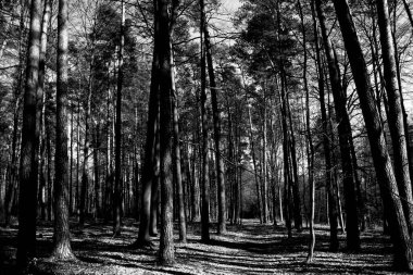 Ormandaki yoldaki güneş ışınları. Güzel manzara. Siyah beyaz fotoğraf.