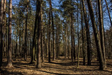 Ormandaki yoldaki güneş ışınları. Güzel manzara. Arkaplan.