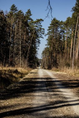 Ormandaki yoldaki güneş ışınları. Güzel manzara. Arkaplan.
