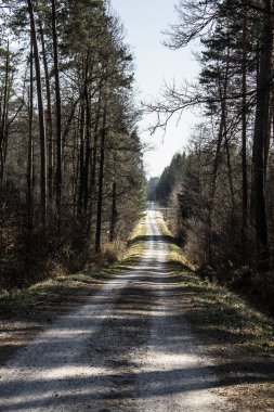 Ormandaki yoldaki güneş ışınları. Güzel manzara. Arkaplan.