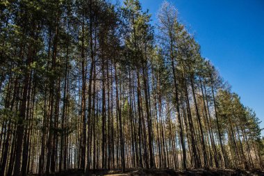Ormandaki güneş ışınları. Güzel manzara. Arkaplan.