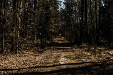Ormandaki yoldaki güneş ışınları. Güzel manzara. Arkaplan.