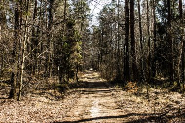 Ormandaki yoldaki güneş ışınları. Güzel manzara. Arkaplan.