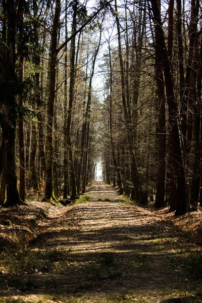 Les Rayons Soleil Sur Route Dans Forêt Beau Paysage Contexte — Photo