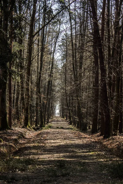 Les Rayons Soleil Sur Route Dans Forêt Beau Paysage Contexte — Photo