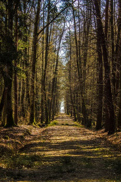 stock image The rays of the sun on the road in the forest. Beautiful landscape. Background.