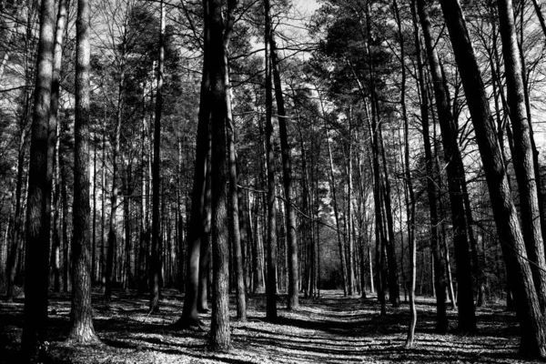 Солнечные Лучи Дороге Лесу Красивый Пейзаж Черно Белое Фото — стоковое фото