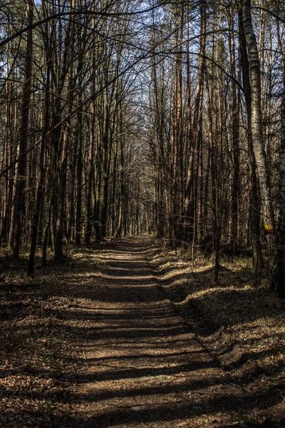 Stralen Van Zon Weg Het Bos Prachtig Landschap Achtergrond — Stockfoto