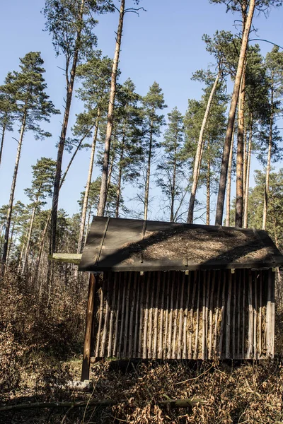 Shed Woods Old House Forest — Stock Photo, Image