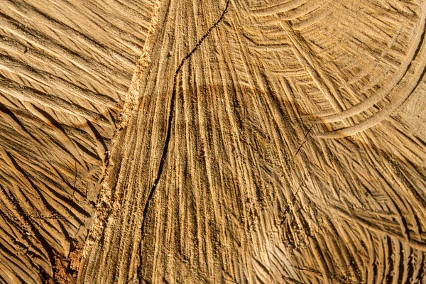 Stříhat Strom Detailní Záběr Struktura Dřeva Pozadí Textura — Stock fotografie