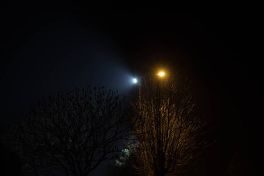 Gece manzarası. Fenerlerle aydınlatılan ağaçlar. Arkaplan.