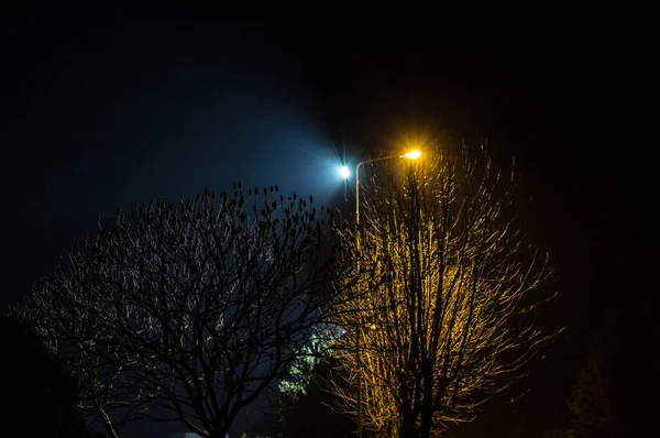 Paisaje Nocturno Árboles Iluminados Por Linternas Contexto —  Fotos de Stock
