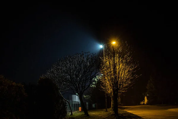 Nächtliche Landschaft Von Laternen Beleuchtete Bäume Hintergrund — Stockfoto