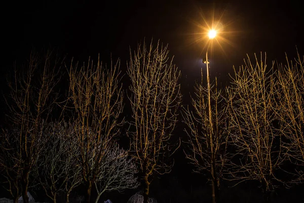 Éjszakai Táj Lámpásokkal Megvilágított Fák Háttér — Stock Fotó