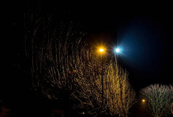 Night Landscape Trees Lit Lanterns Background — Stock Photo, Image
