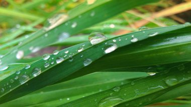 Çimlerin üzerindeki çiy tanesi