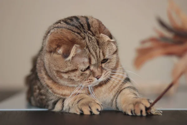 İskoç fold kedi oynuyor