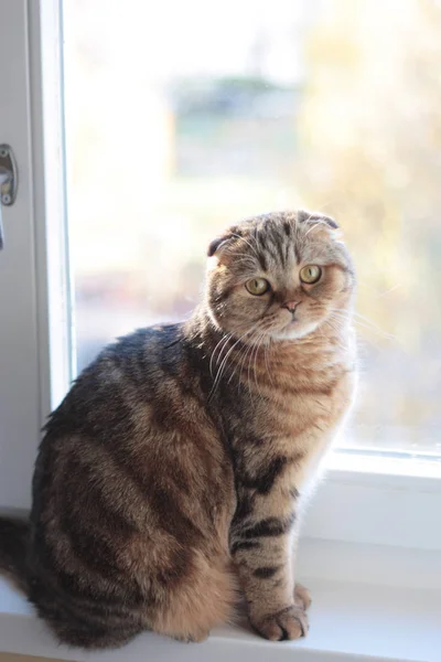 Pencere pervazı kedi