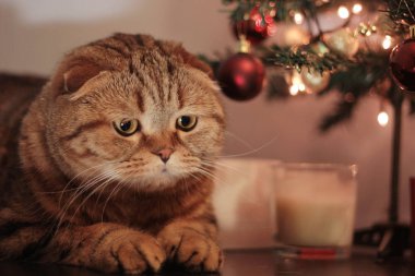 Kedi Noel ağacının yanında seyir