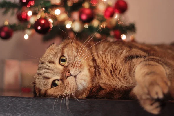 Şirin dinlenme Noel kedi 