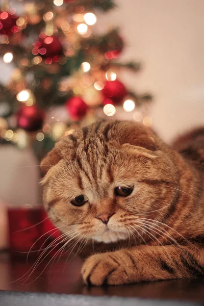 Noel ağacı yakınındaki kedi — Stok fotoğraf