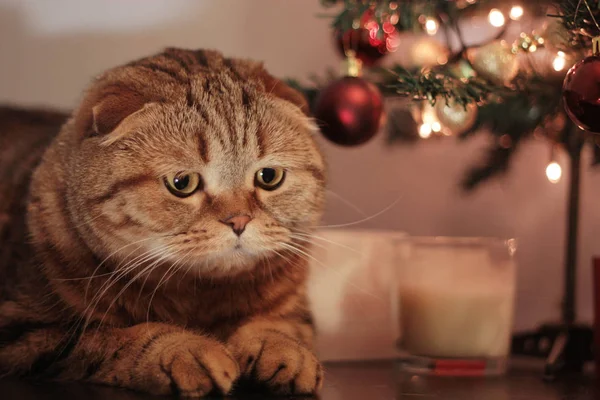 Kedi Noel ağacının yanında seyir