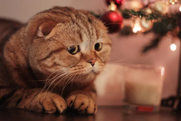 Noel ağacı yakınındaki kedi