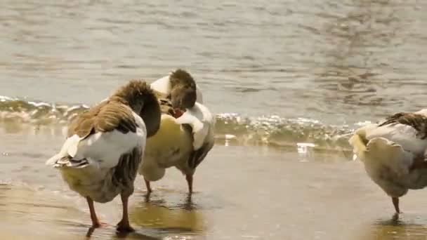 Patos arañándose a sí mismos haciendo paneo. Un momento divertido . — Vídeo de stock