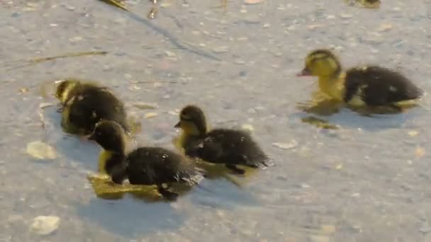 Piccoli bambini anatre che giocano in acqua . — Video Stock