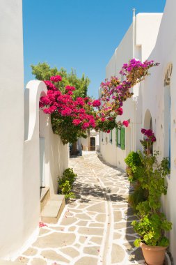 Prodromos yerel village Paros Adası Yunanistan pembe çiçekli güzel sokak.