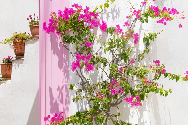 Beautiful pink ivy flower against a pink door and pots at Paros island in Greece.