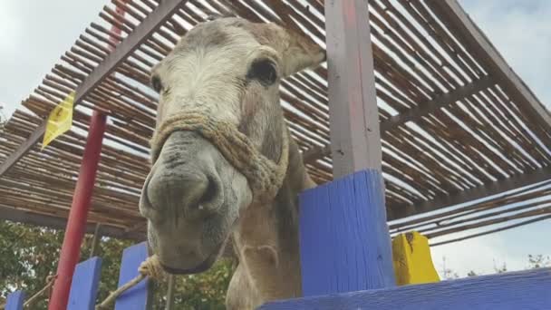 Portrait drôle d'âne mignon dans un parc . — Video