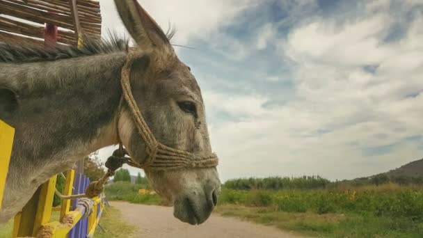 Close up of a cute donkey at a park. — Stock video