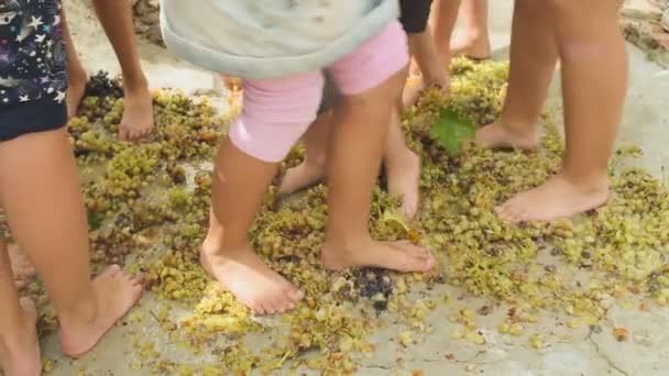 Schüler lernen, wie man Wein macht, indem man auf die Trauben tritt. — Stockvideo