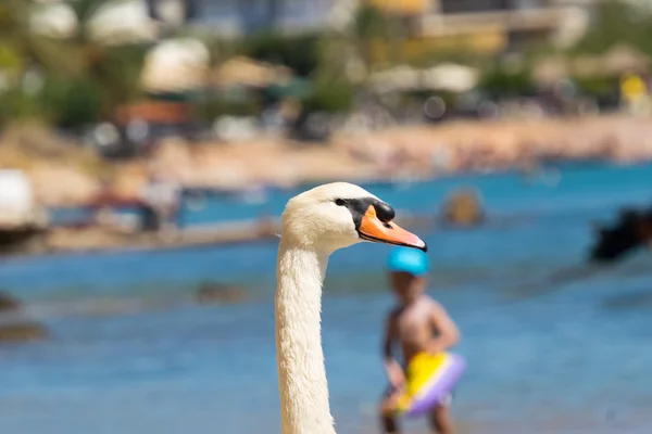 Swan portrait against a child. Summer vacations. — Stock fotografie
