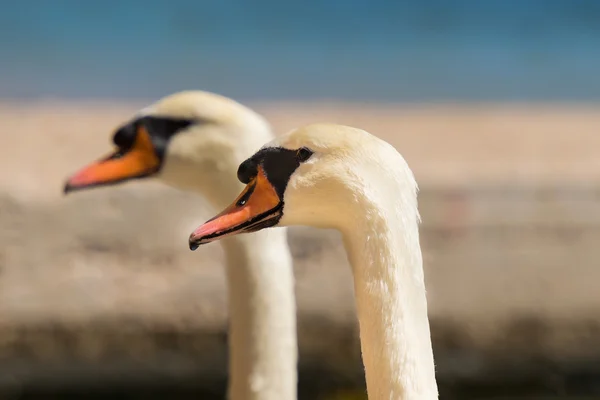 Two swans portrait looking at the same direction. — Stock Photo, Image