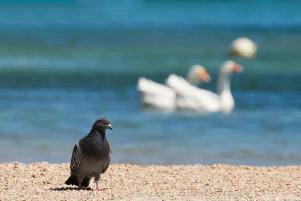 Pigeon against two swans at Porto Rafti in Greece. — Stock Photo, Image