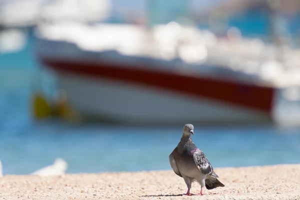 Pigeon against a colorful background of a port in Porto Rafti in Greece. — Stock Photo, Image