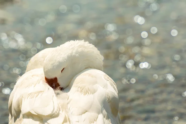 Weiße Gans schlafend vor dem verschwommenen Meer als Hintergrund. — Stockfoto