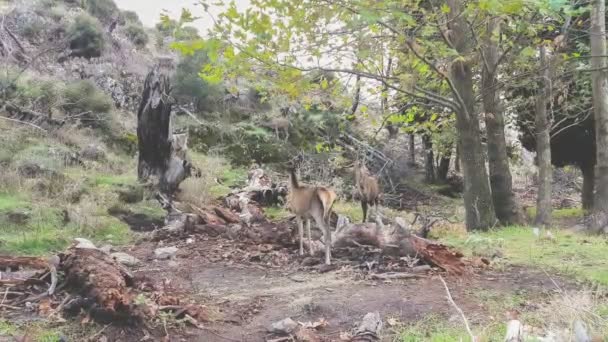 Cerf mâle jouant dans la forêt à Parnitha en Grèce . — Video