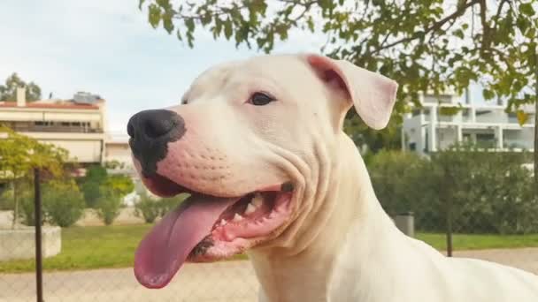 公園で幸せな道後アルヘンティーノ犬の肖像画. — ストック動画