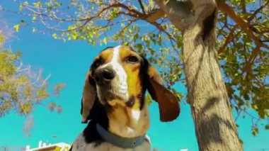 Komik köpek portre Rüzgar tarafından sallayarak uzun kulakları ile avlamak. Güzel bir rahatlatıcı an mutlu ve sağlıklı köpek.