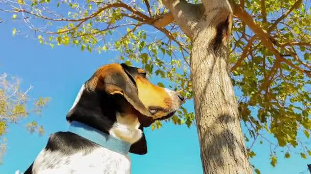 Mooie gelukkige jacht hond portret in een park. — Stockvideo