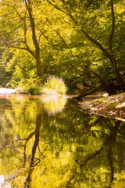 Ağaçlar ve bir turna güzel yansımasıdır ot Yunanistan Evia Prokopi orman bitki.