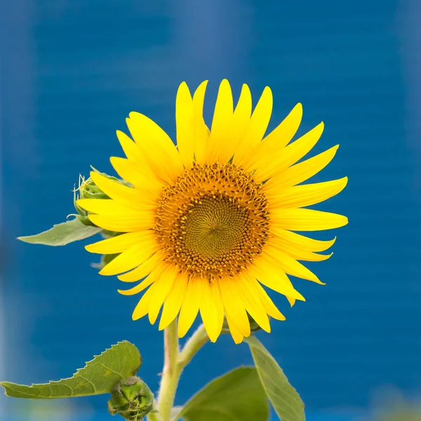 Helianthus contra um fundo azul . — Fotografia de Stock