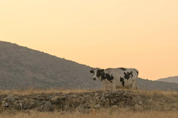 牛肖像在该国着相机的镜头. — 图库照片