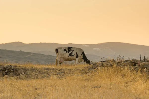 Здорова корова їсть сіно і траву на дачі . — стокове фото