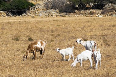 Keçi dışarı saman ve çim yeme doğada.